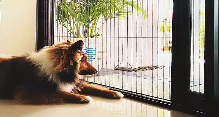 Sliding Screen Pet Door Repair in Rockledge, FL