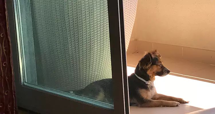 French Door Pet Screen Repair in Rockledge, FL